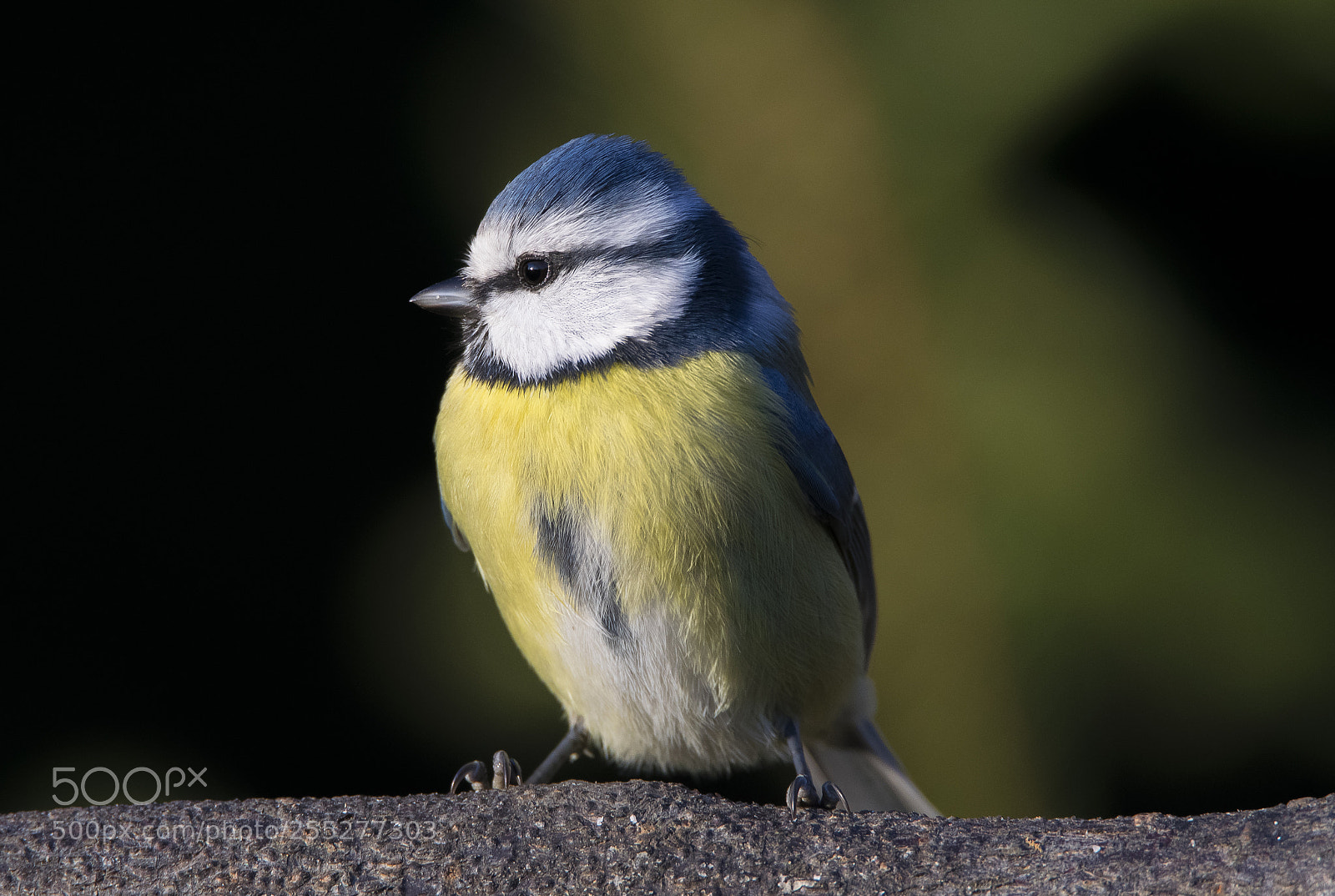 Nikon D5300 sample photo. Bluetit blmes o photography