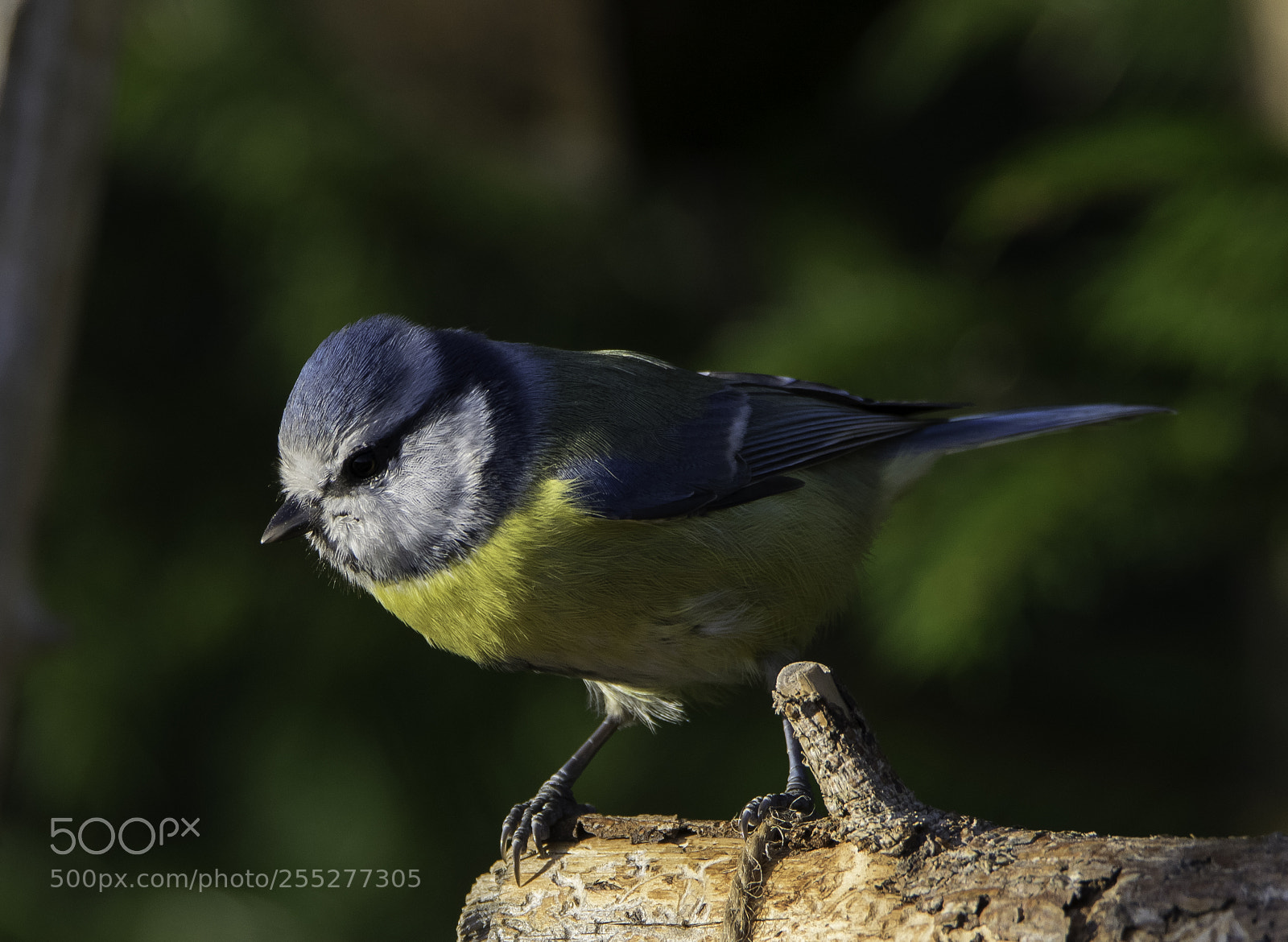 Nikon D5300 sample photo. Bluetit blmes o photography