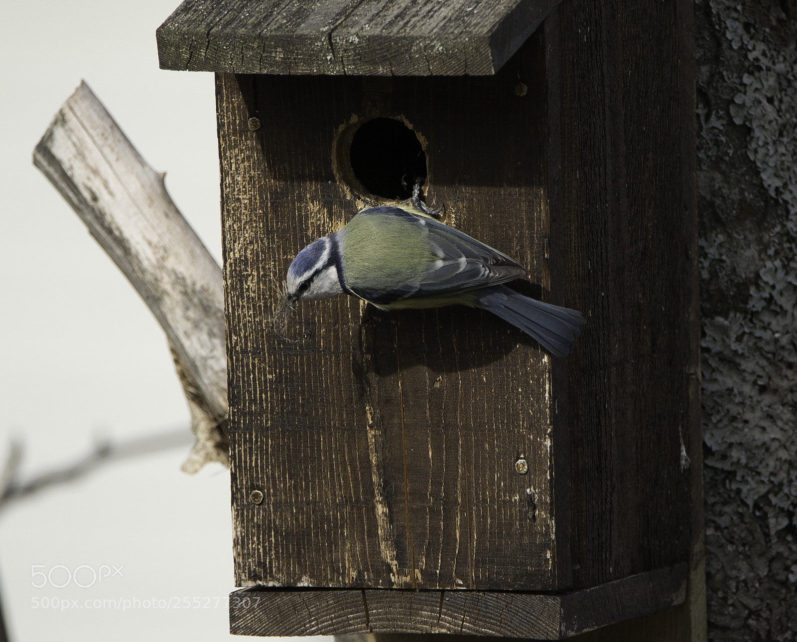 Nikon D5300 sample photo. Bluetit blmes o photography