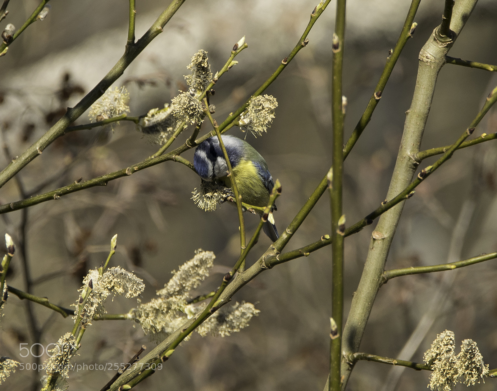 Nikon D5300 sample photo. Bluetit blmes o photography