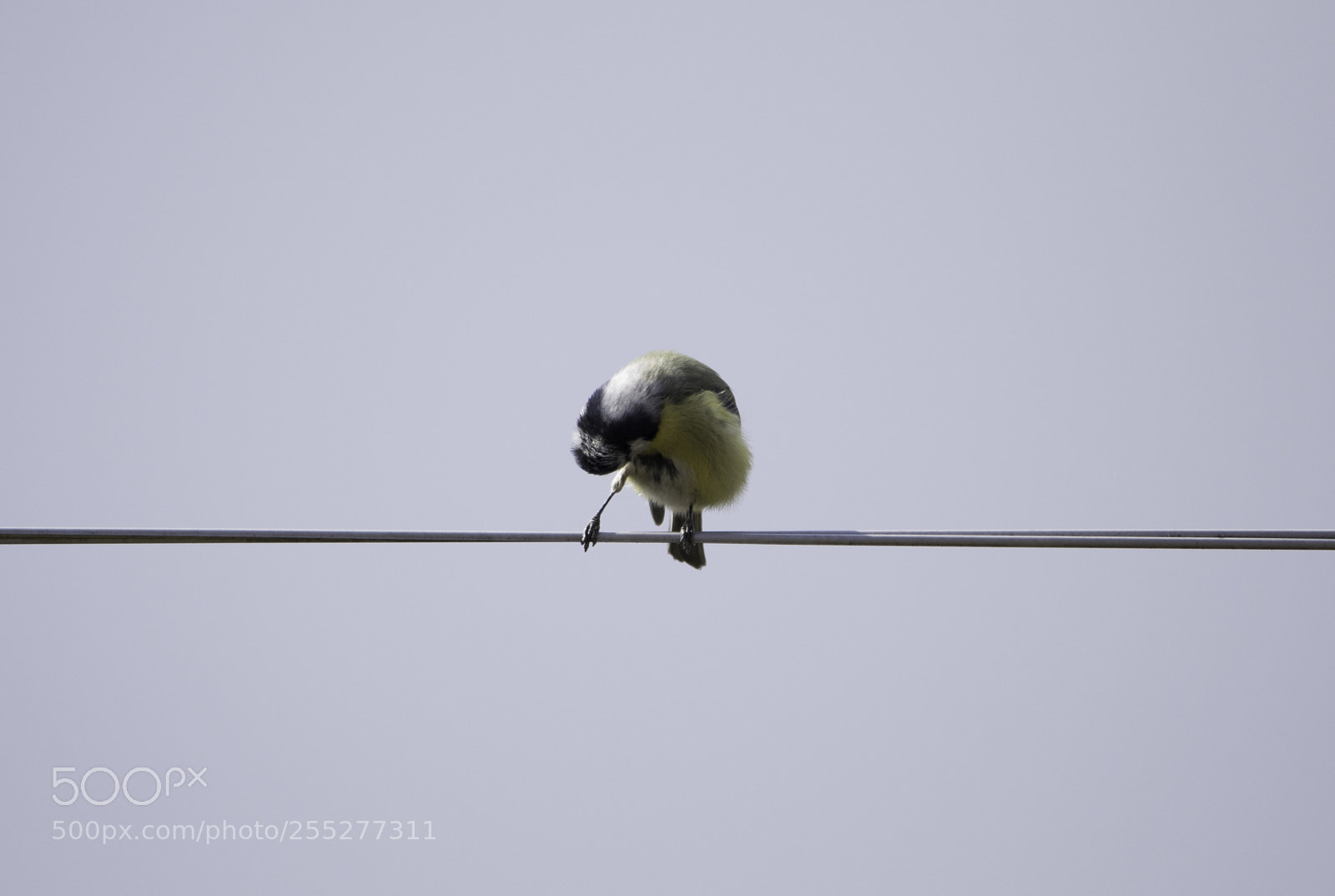 Nikon D5300 sample photo. Bluetit blmes o photography