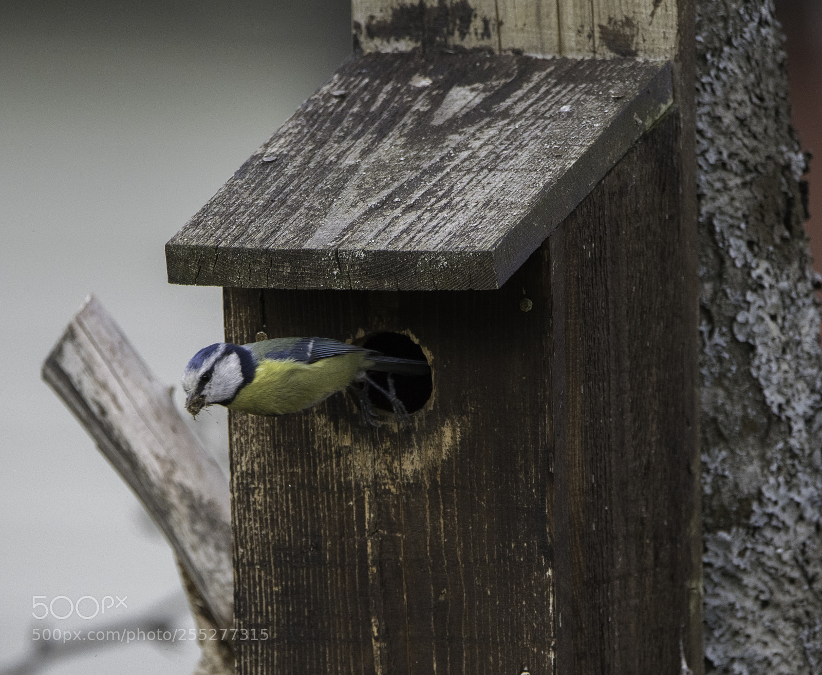 Nikon D5300 sample photo. Bluetit blmes o photography
