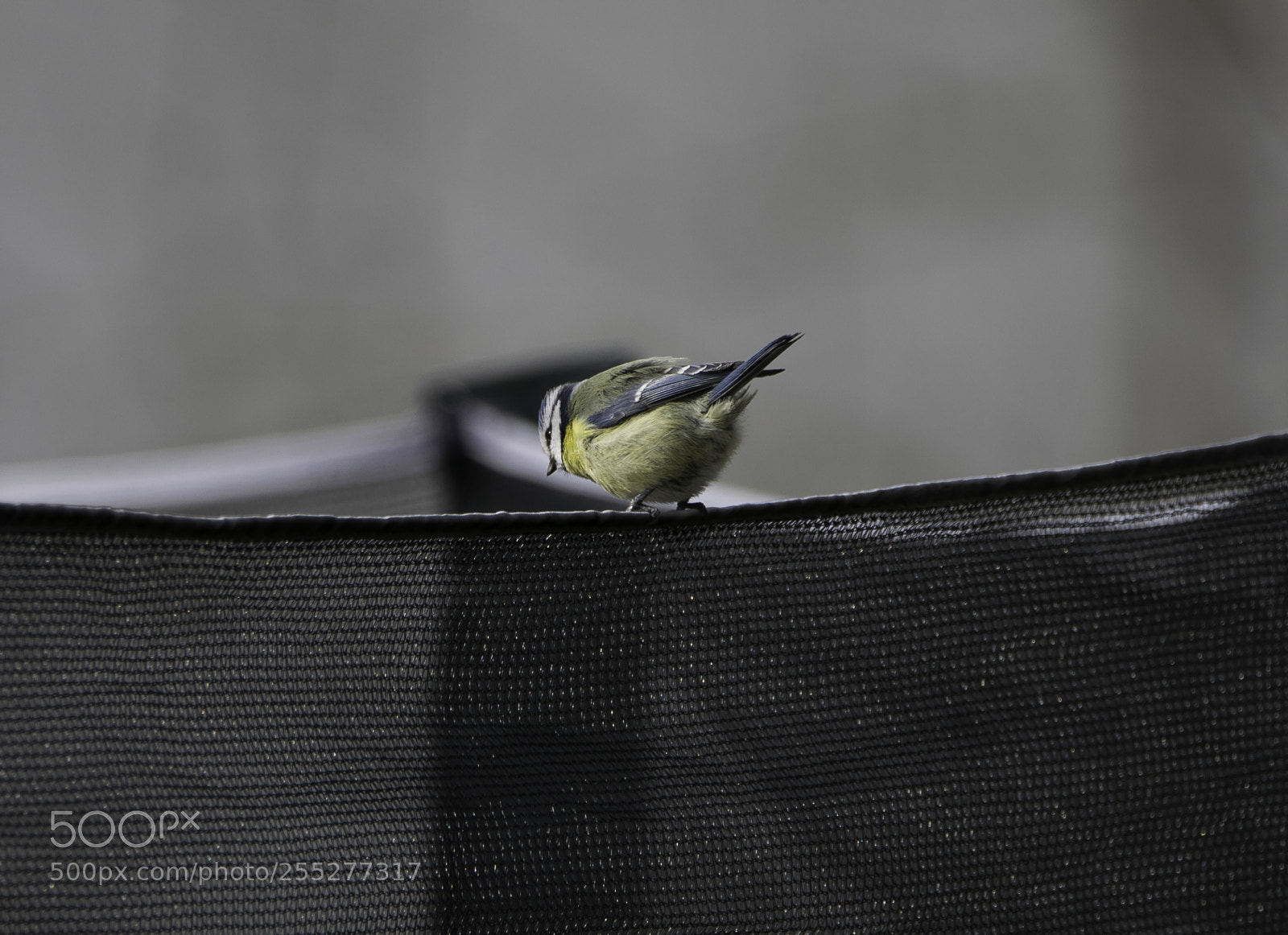 Nikon D5300 sample photo. Bluetit blmes o photography