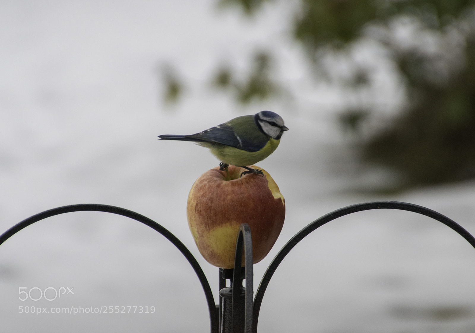 Nikon D5300 sample photo. Bluetit blmes o photography