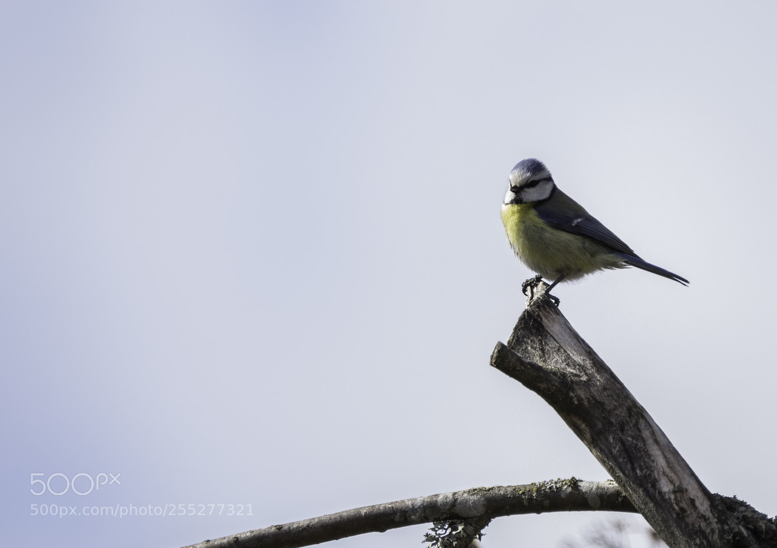 Nikon D5300 sample photo. Bluetit blmes o photography