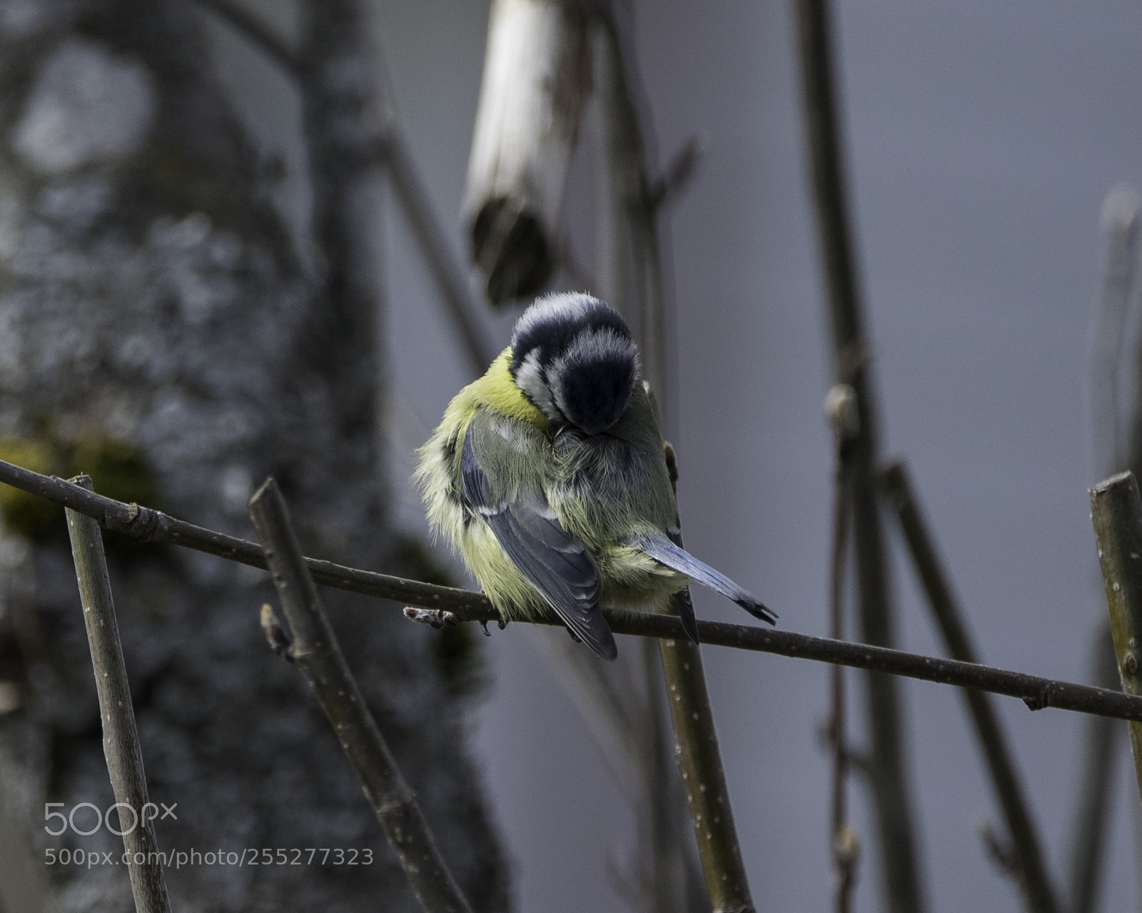 Nikon D5300 sample photo. Bluetit blmes o photography