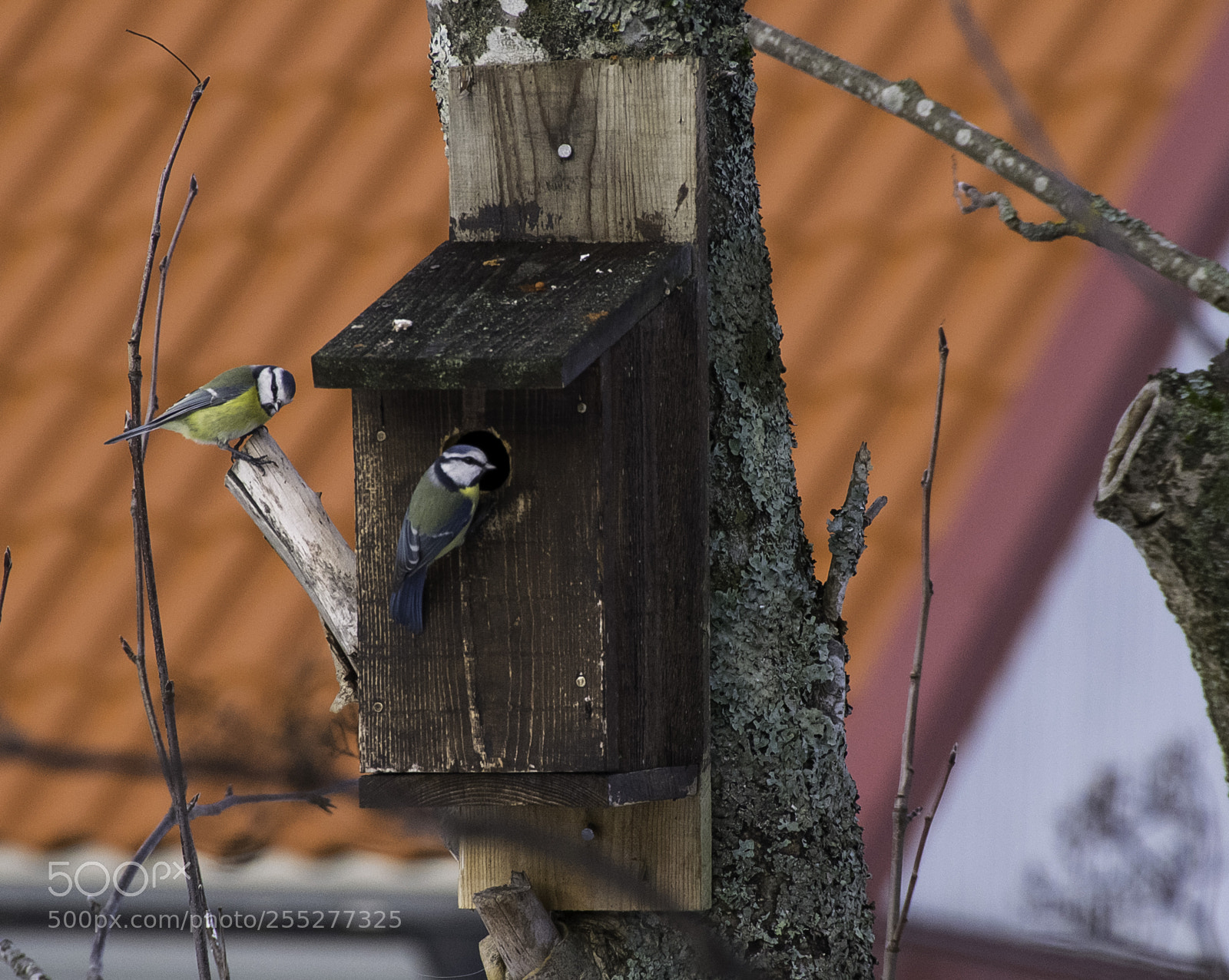 Nikon D5300 sample photo. Bluetit blmes o photography