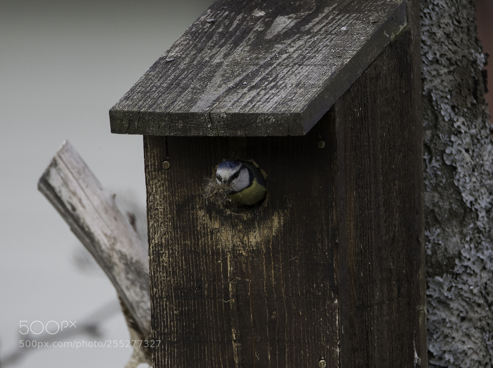 Nikon D5300 sample photo. Bluetit blmes o photography