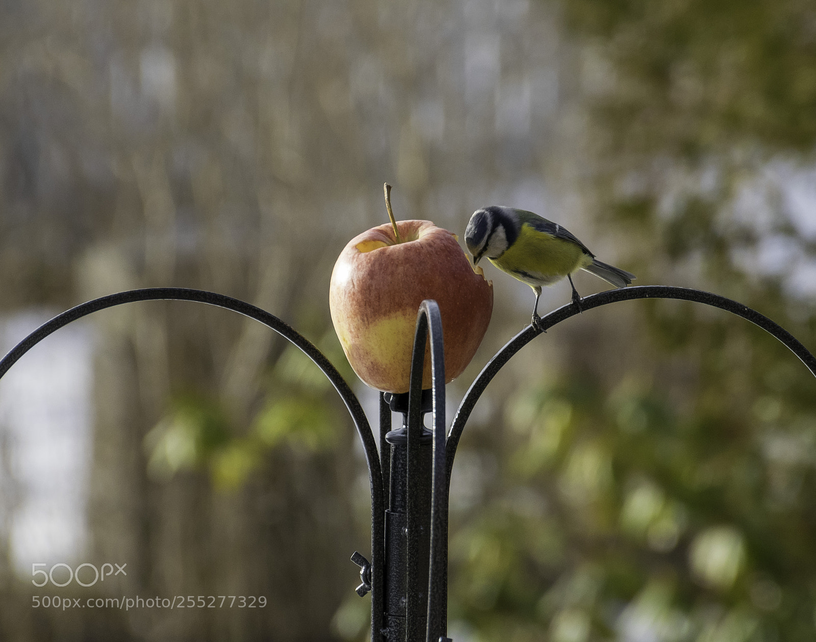 Nikon D5300 sample photo. Bluetit blmes o photography
