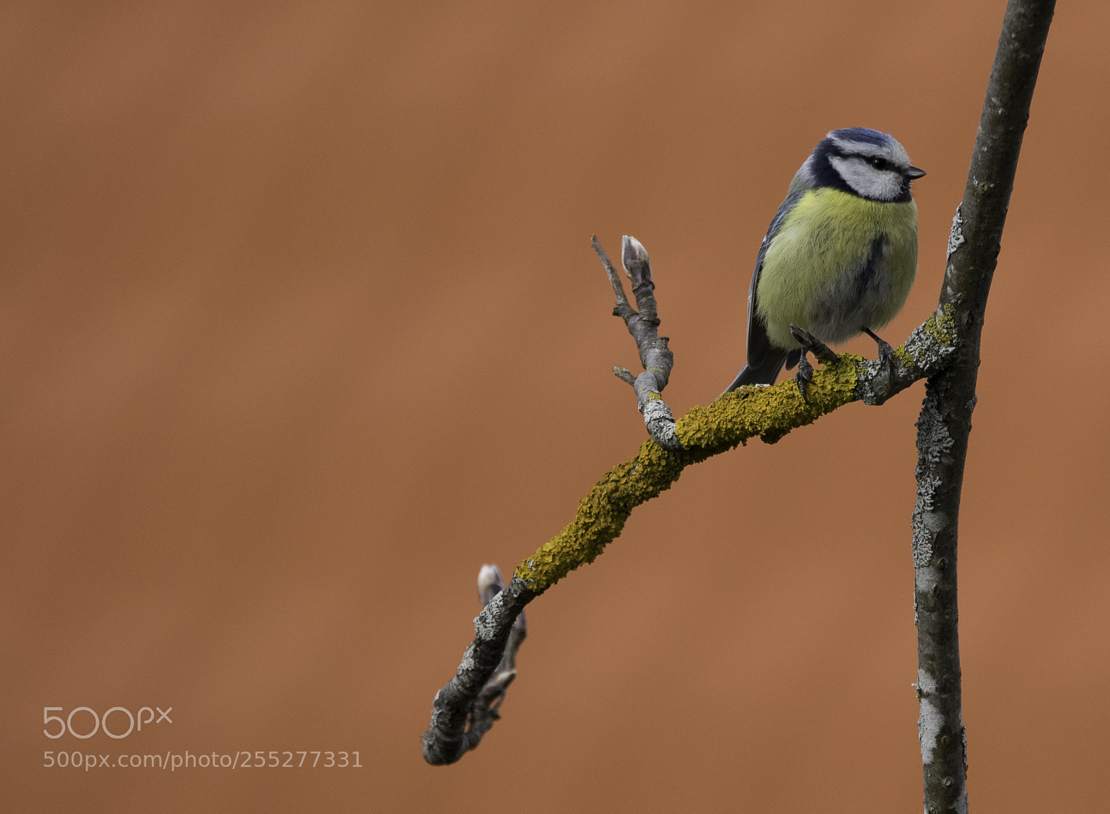 Nikon D5300 sample photo. Bluetit blmes o photography