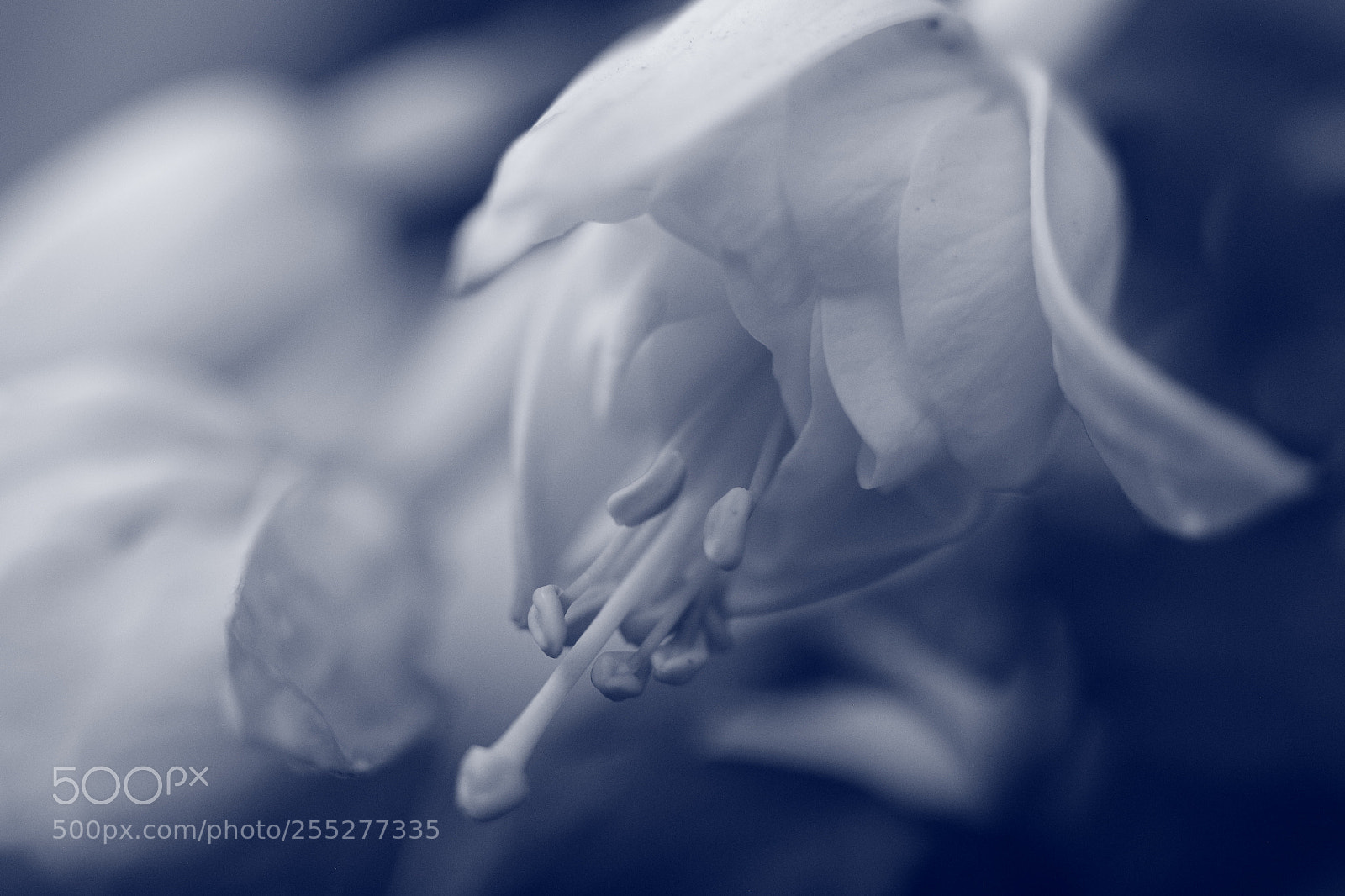 Canon EOS 6D + Canon EF 50mm F1.8 STM sample photo. Flower photography