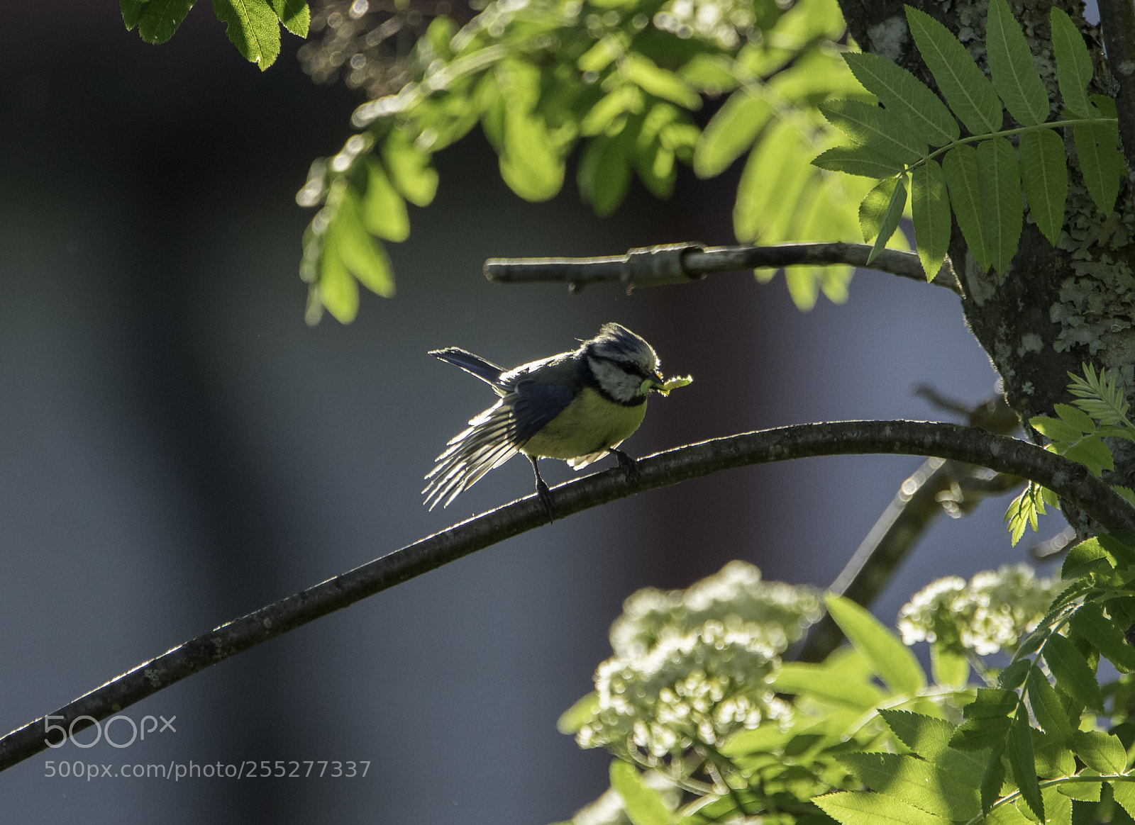 Nikon D5300 sample photo. Bluetit blmes o photography