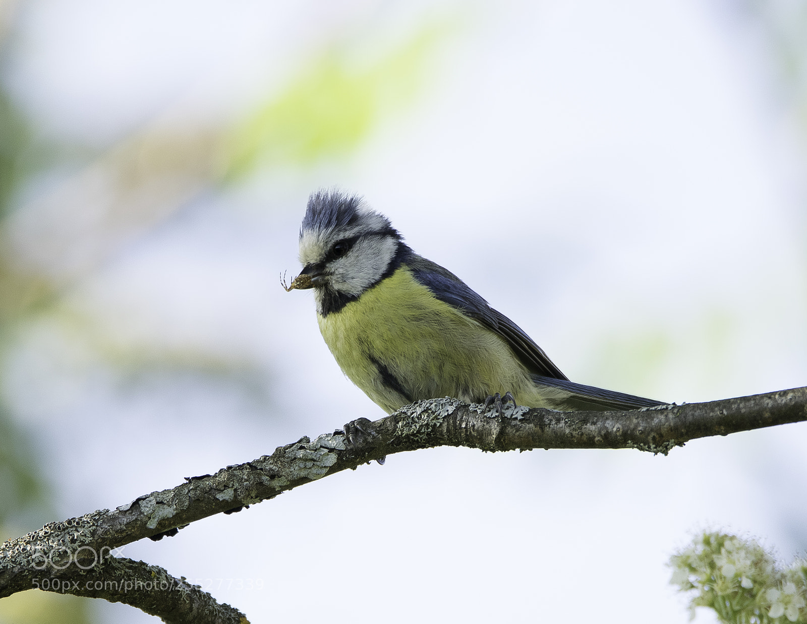 Nikon D5300 sample photo. Bluetit blmes o photography