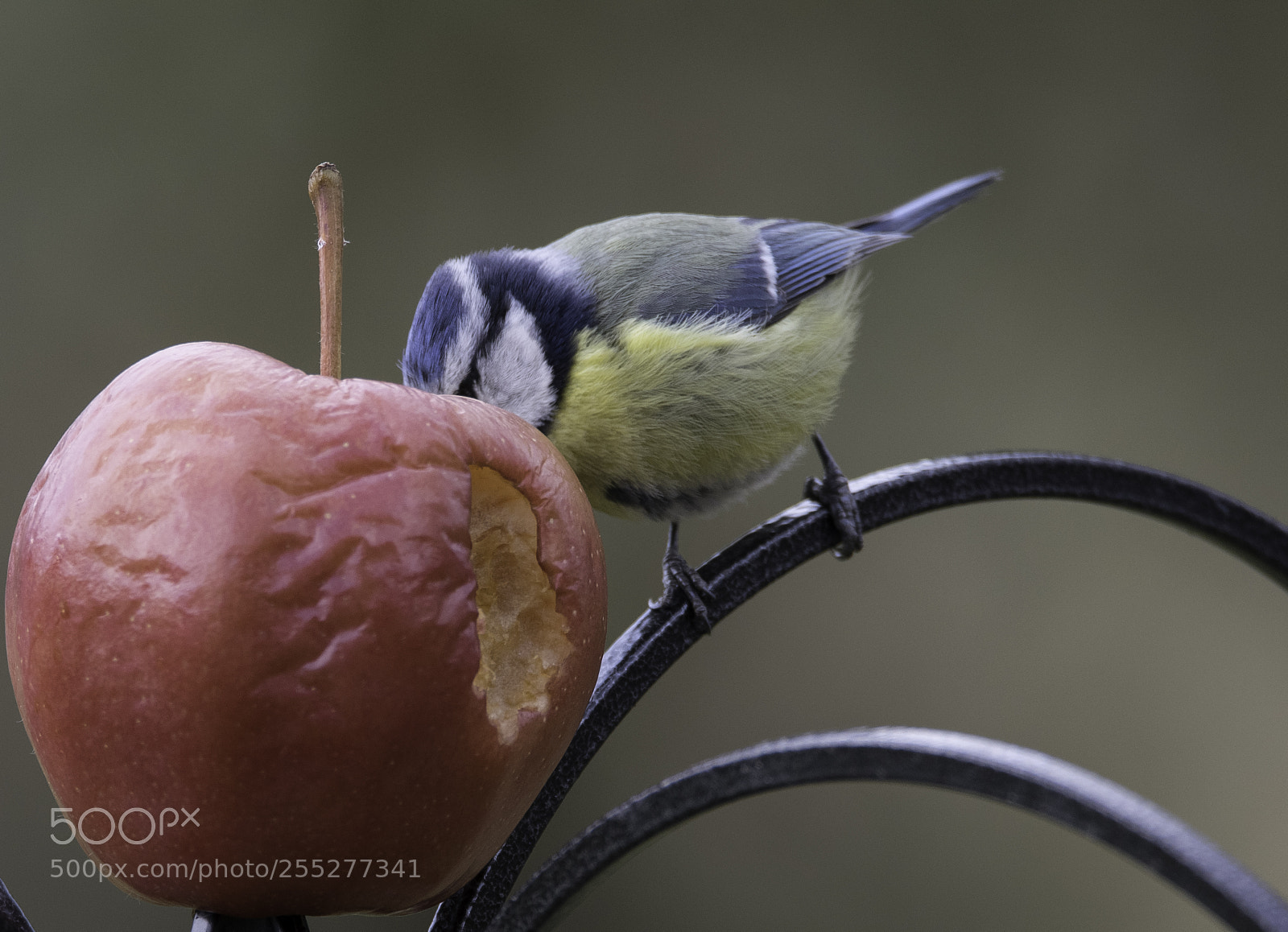 Nikon D5300 sample photo. Bluetit blmes o photography