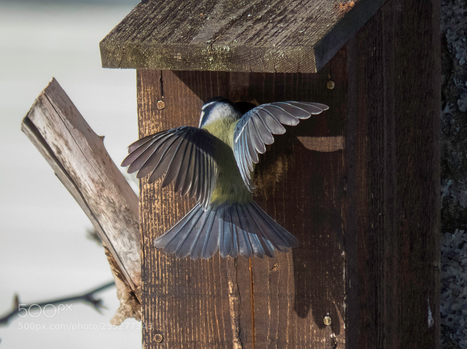 Canon PowerShot SX60 HS sample photo. Bluetit blmes o photography