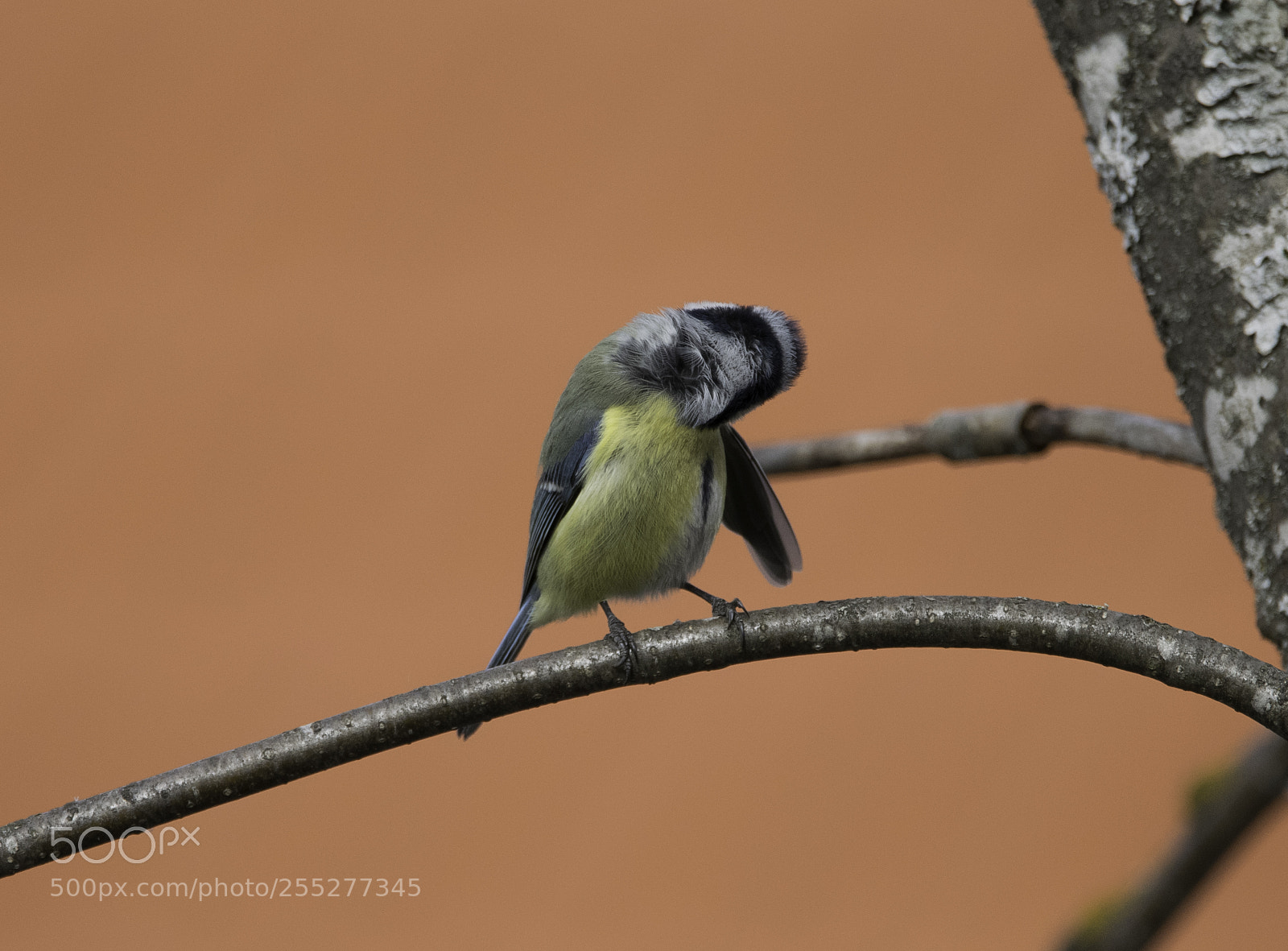 Nikon D5300 sample photo. Bluetit blmes o photography