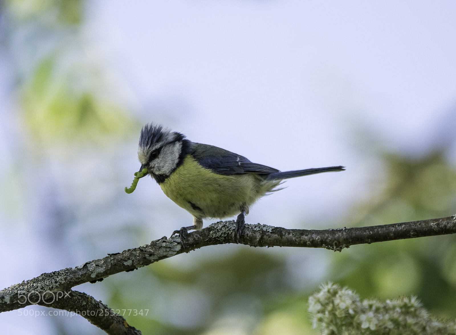 Nikon D5300 sample photo. Bluetit blmes o photography