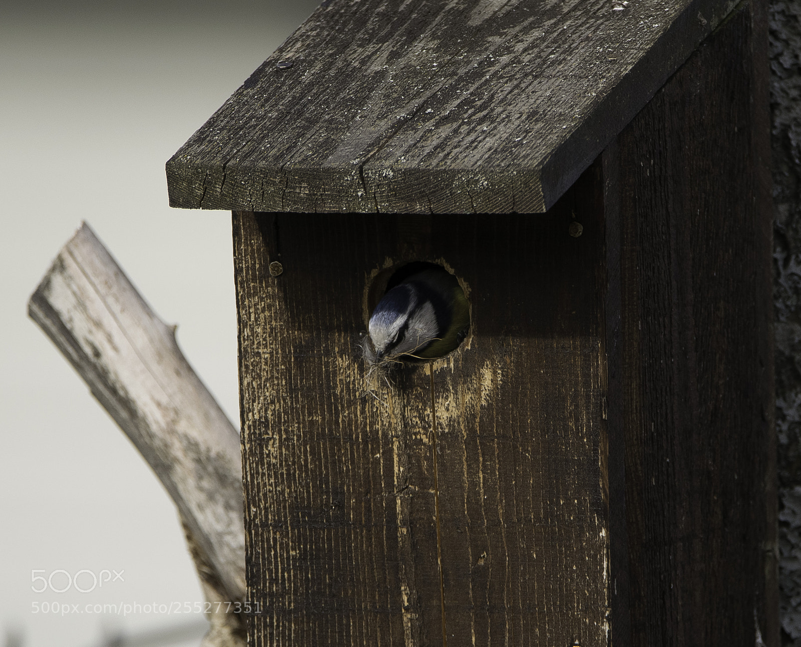 Nikon D5300 sample photo. Bluetit blmes o photography