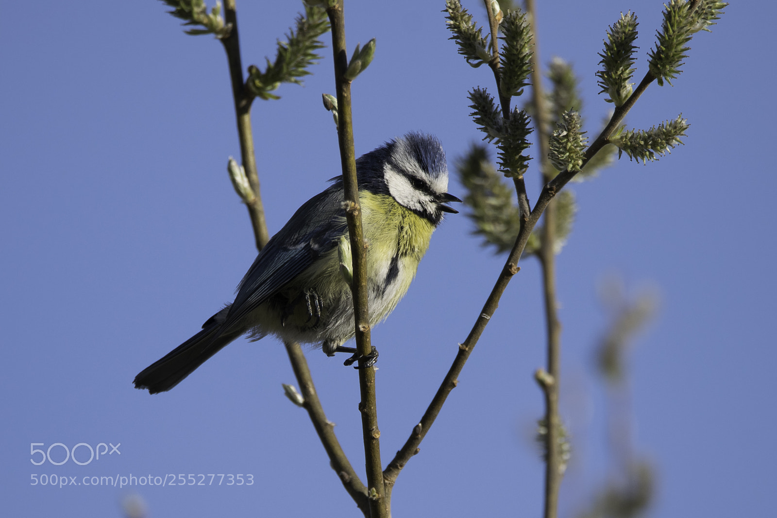 Nikon D5300 sample photo. Bluetit blmes o photography