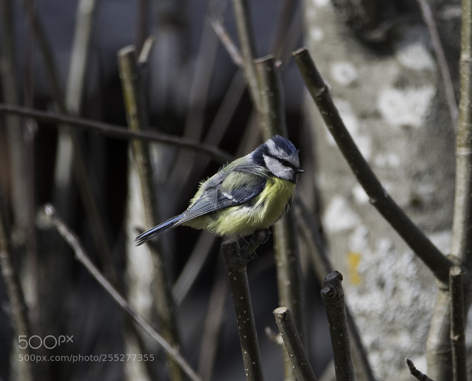 Nikon D5300 sample photo. Bluetit blmes o photography