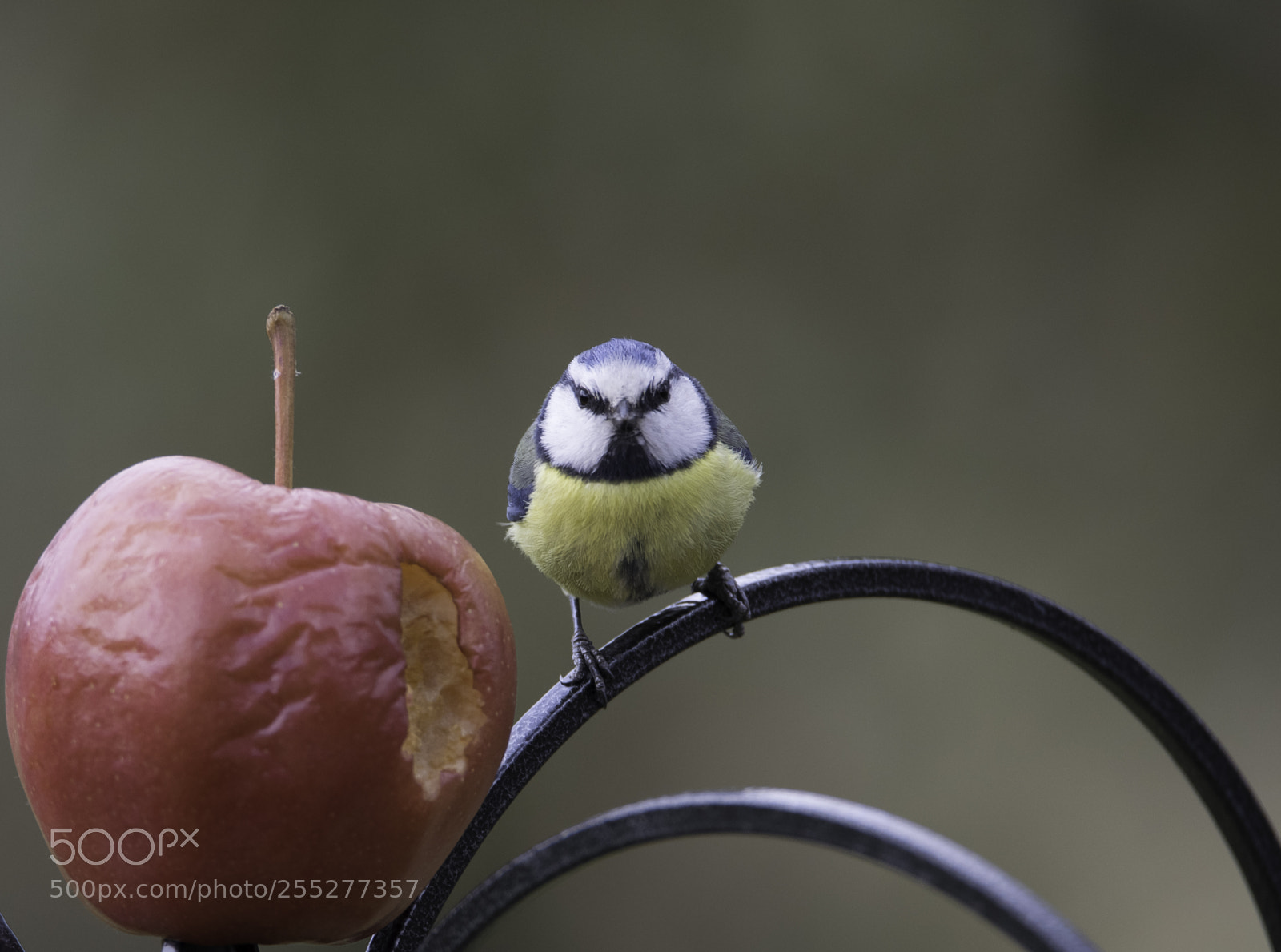 Nikon D5300 sample photo. Bluetit blmes o photography