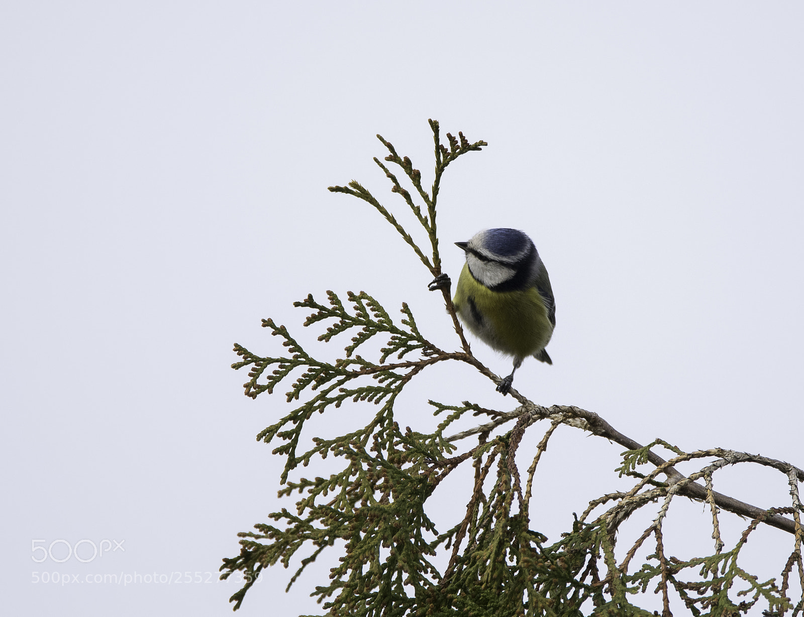 Nikon D5300 sample photo. Bluetit blmes o photography