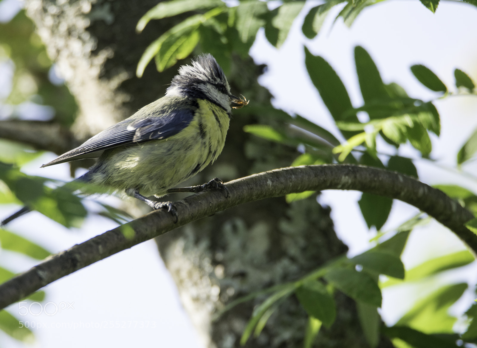 Nikon D5300 sample photo. Bluetit blmes o photography
