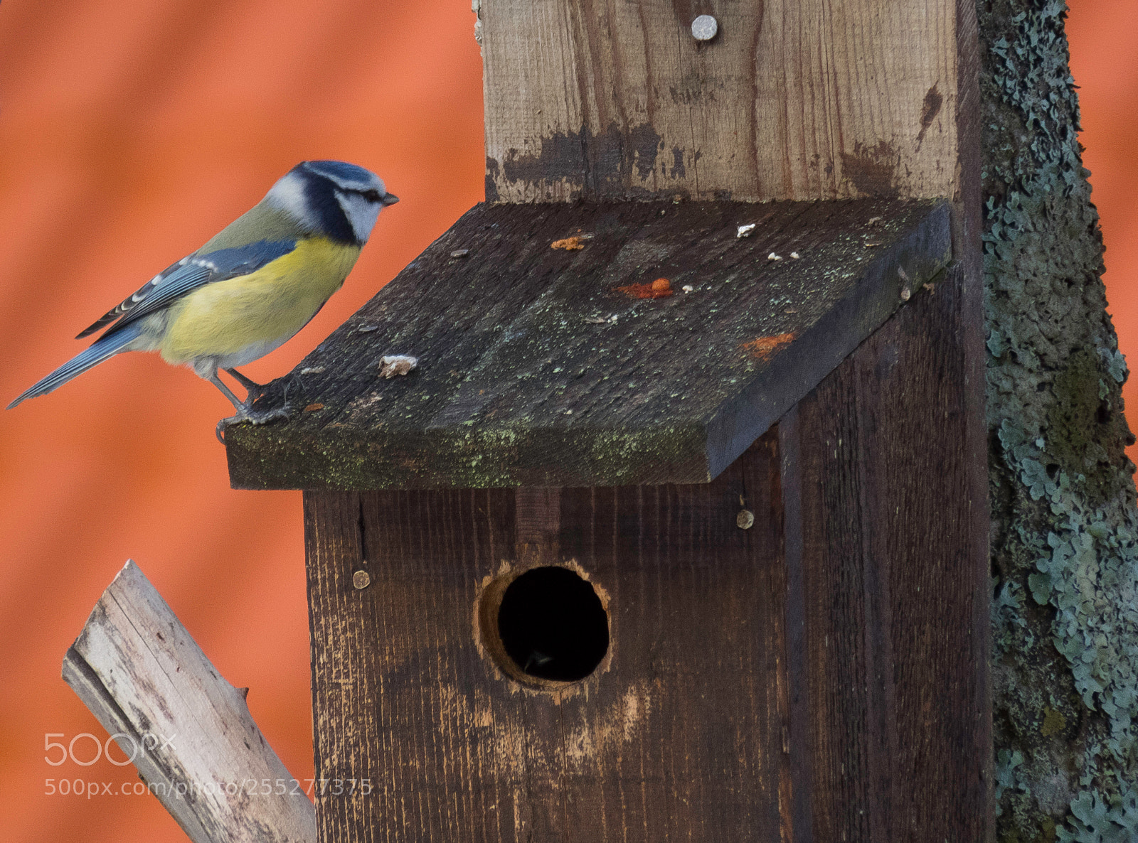 Canon PowerShot SX60 HS sample photo. Bluetit blmes o photography