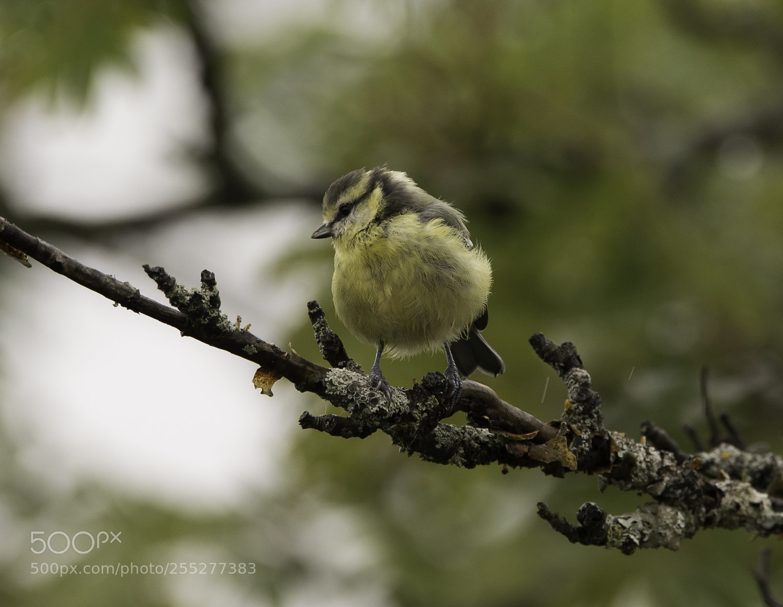 Nikon D5300 sample photo. Bluetit blmes o photography