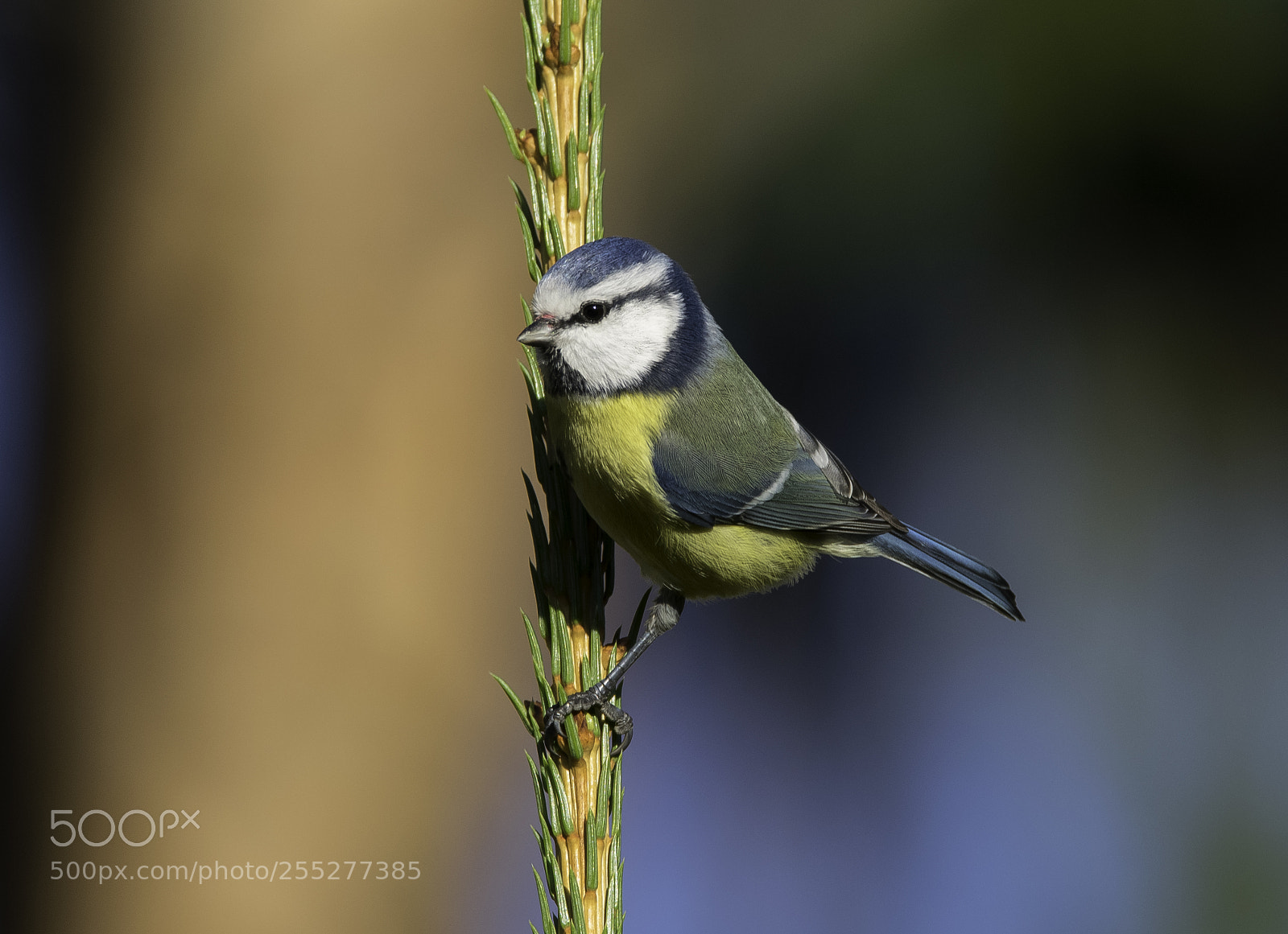 Nikon D5300 sample photo. Bluetit blmes o photography