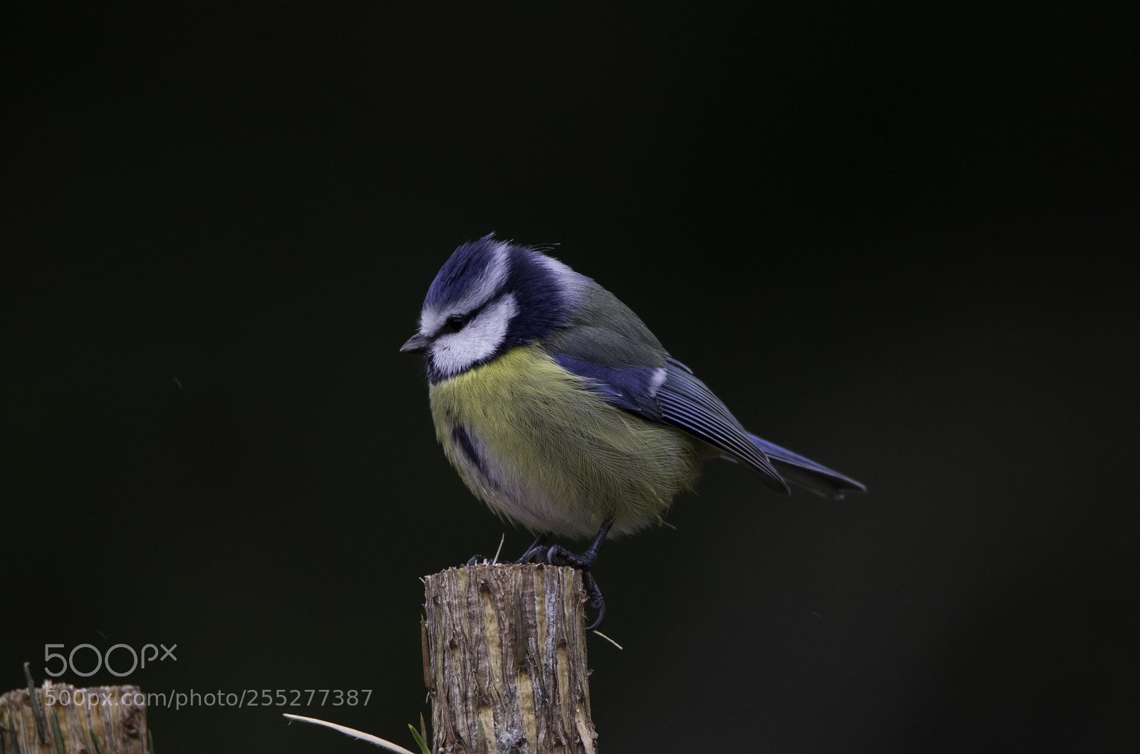 Nikon D5300 sample photo. Bluetit blmes o photography