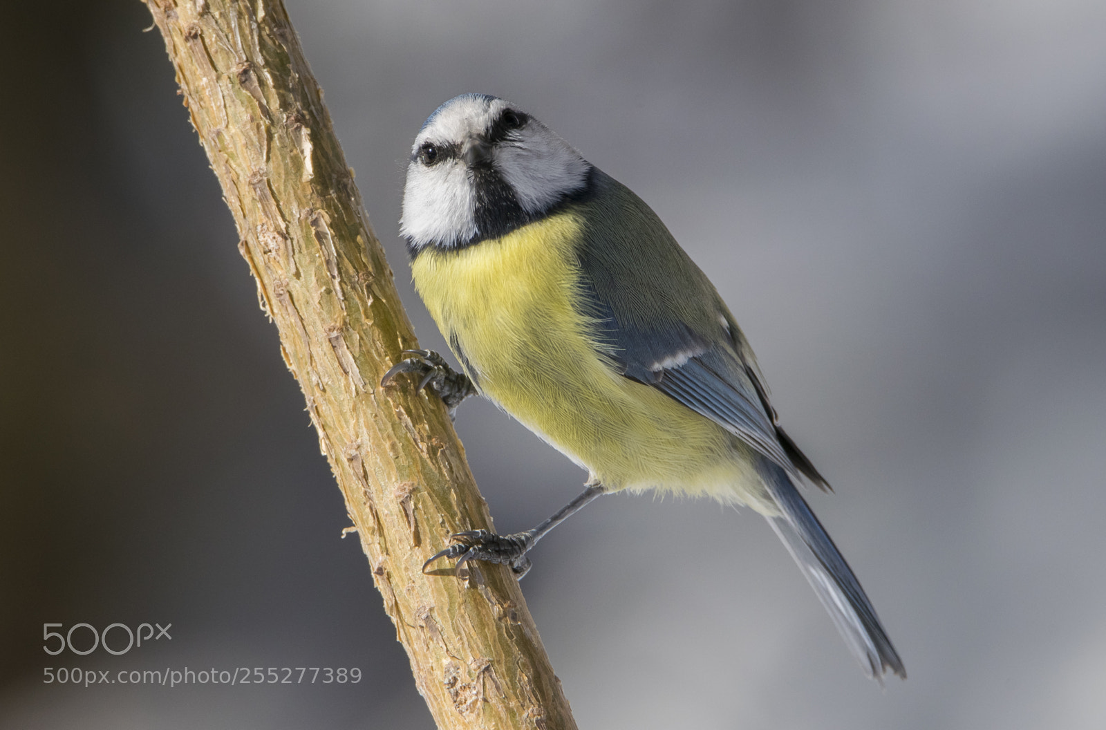 Nikon D5300 sample photo. Bluetit blmes o photography