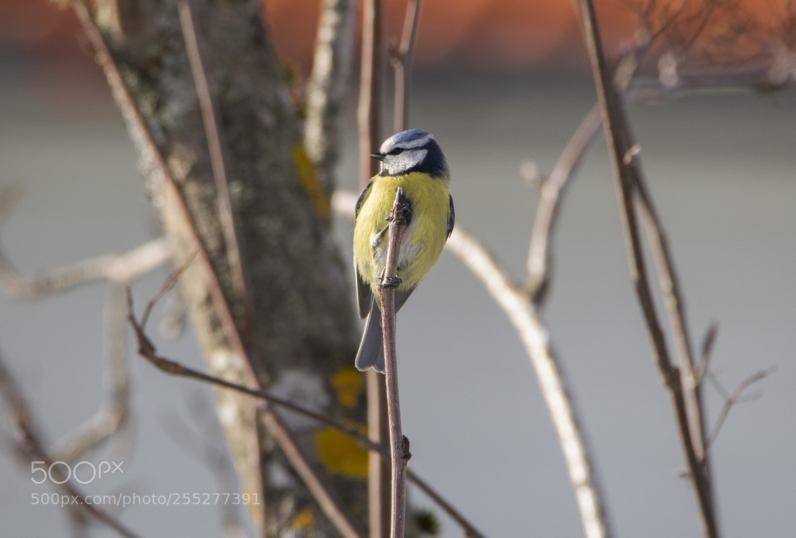 Nikon D5300 sample photo. Bluetit blmes o photography