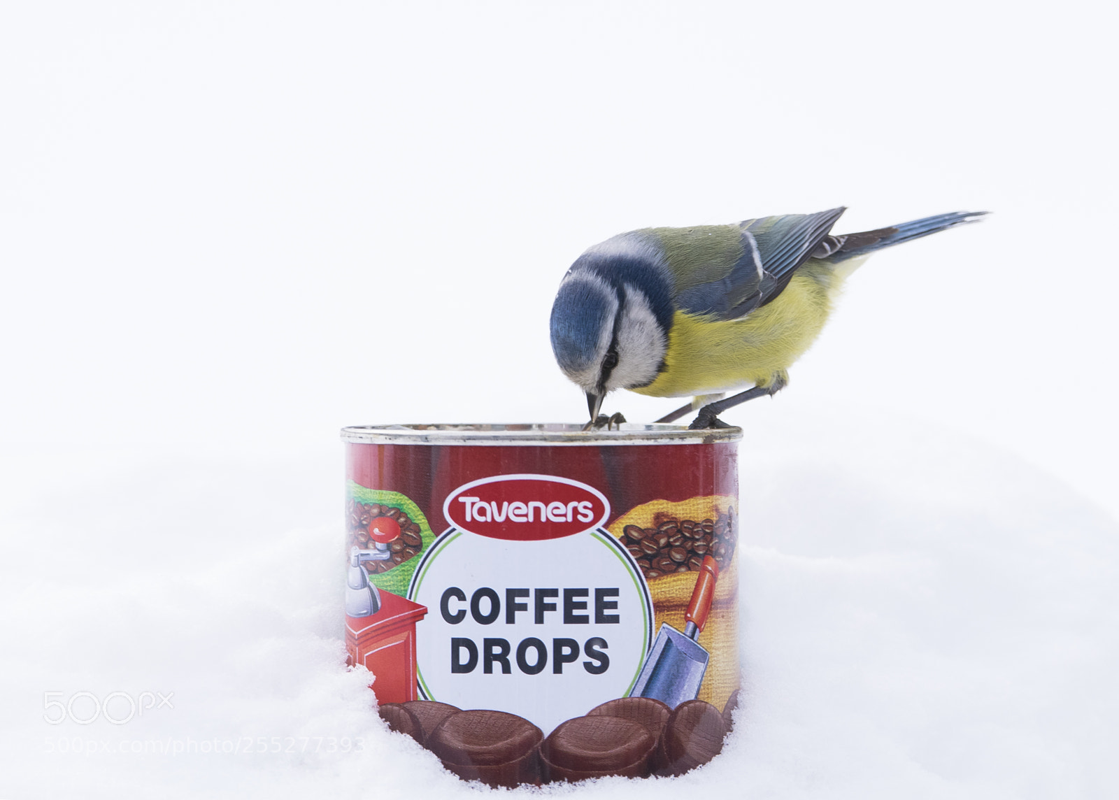 Nikon D5300 sample photo. Bluetit blmes o photography