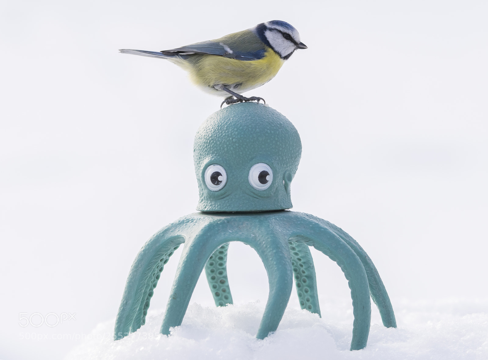 Nikon D5300 sample photo. Bluetit blmes o photography