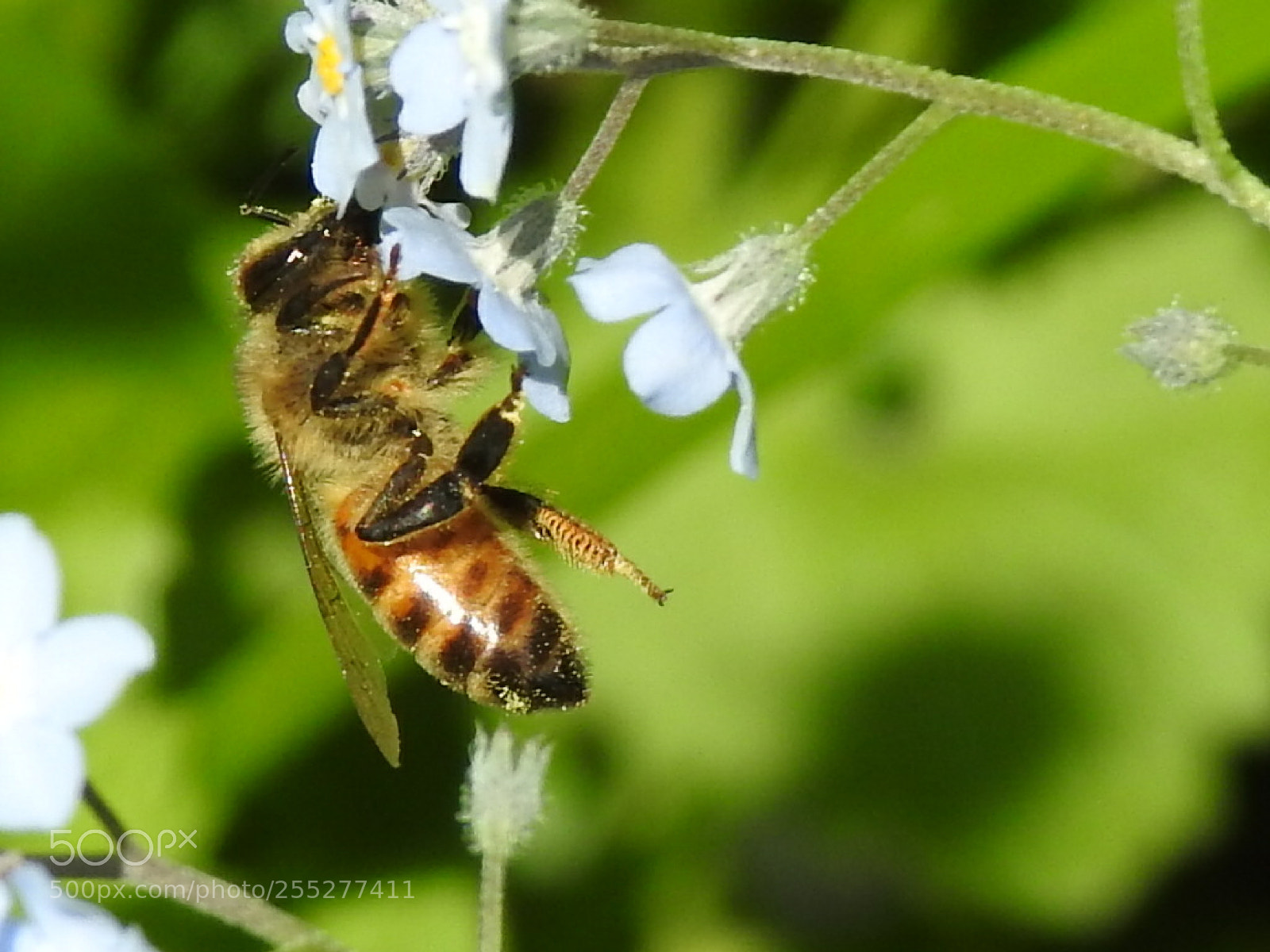 Nikon Coolpix P900 sample photo. Bee photography