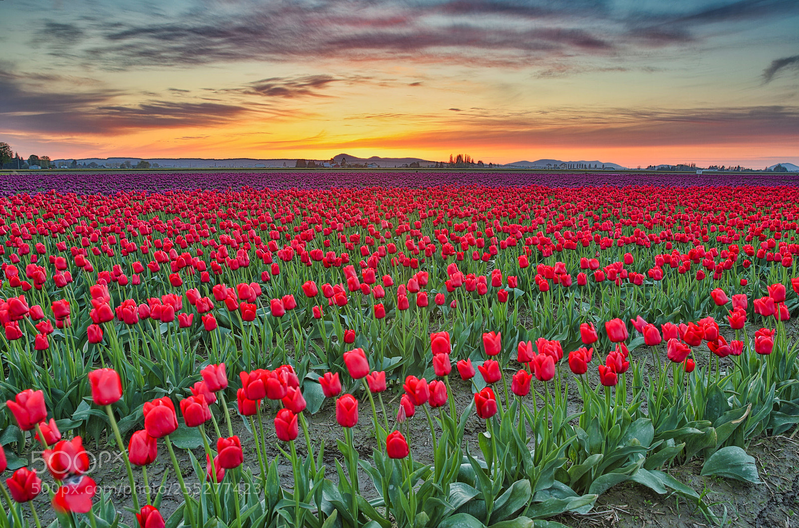 Canon EF 24-70mm F2.8L II USM sample photo. Tulips field photography