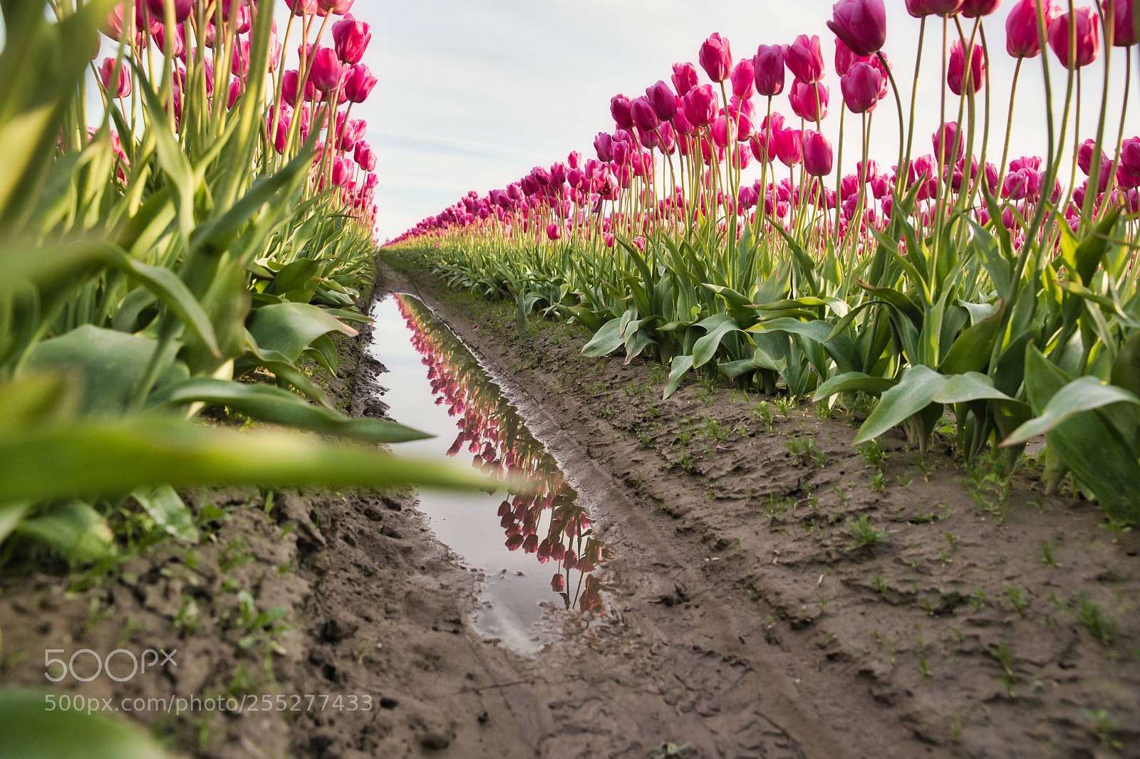 Canon EF 24-70mm F2.8L II USM sample photo. Tulips photography