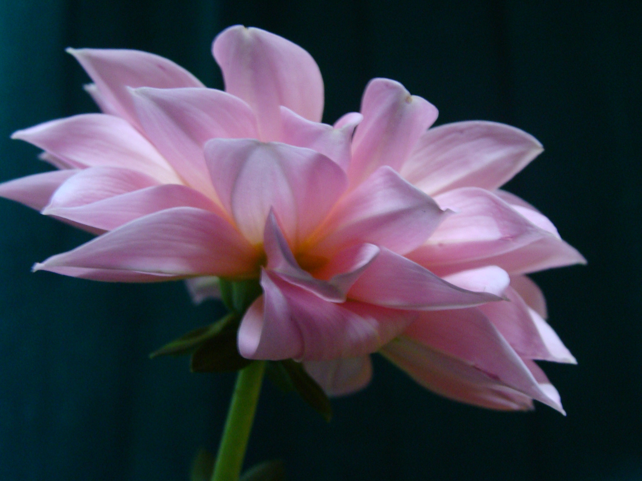 Sony Cyber-shot DSC-H10 sample photo. Dalia photography