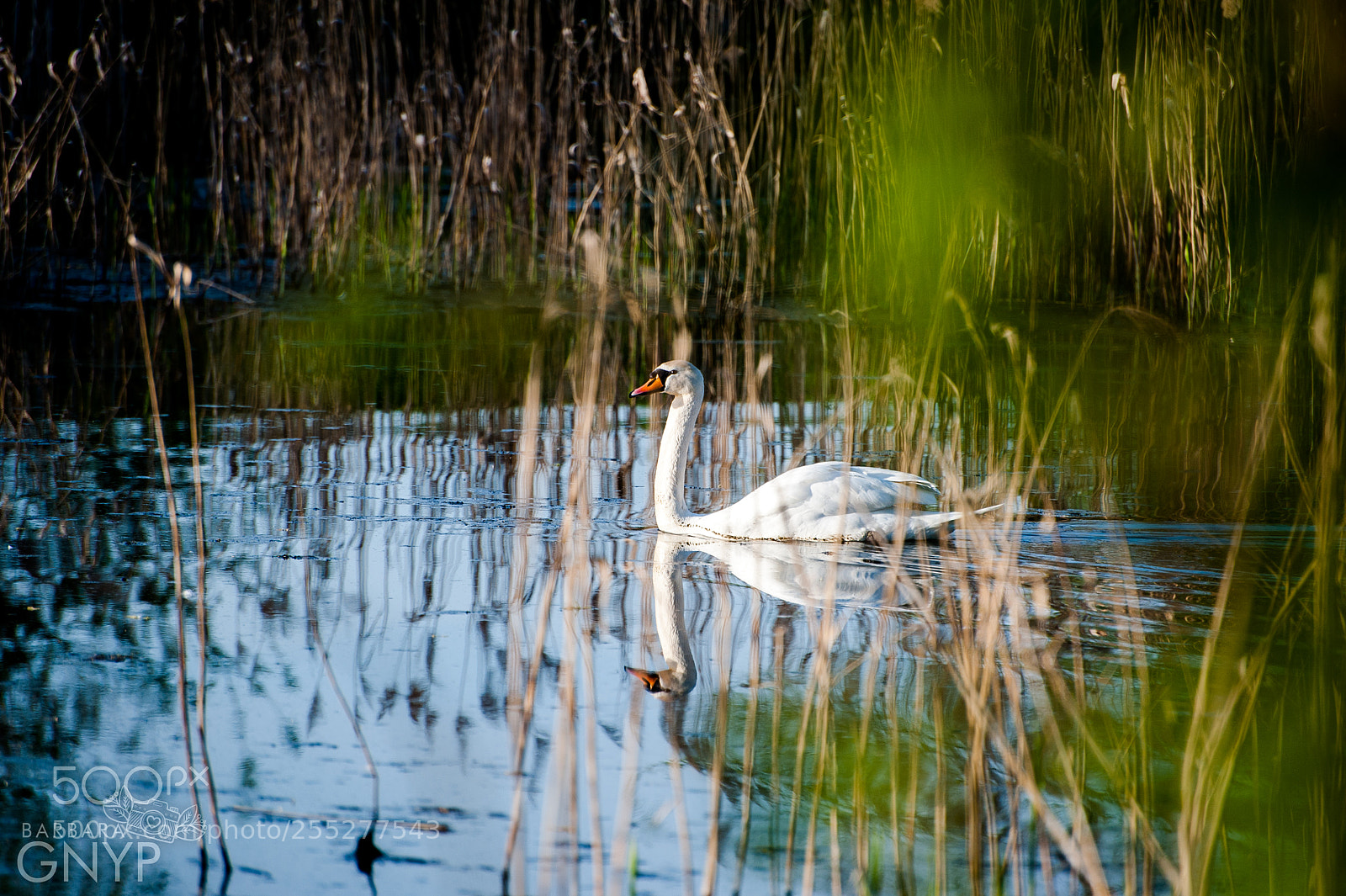 Nikon D700 sample photo. Beautiful swan photography