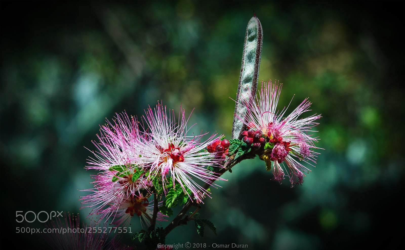 Nikon D200 sample photo. Calliandra eriophylla photography