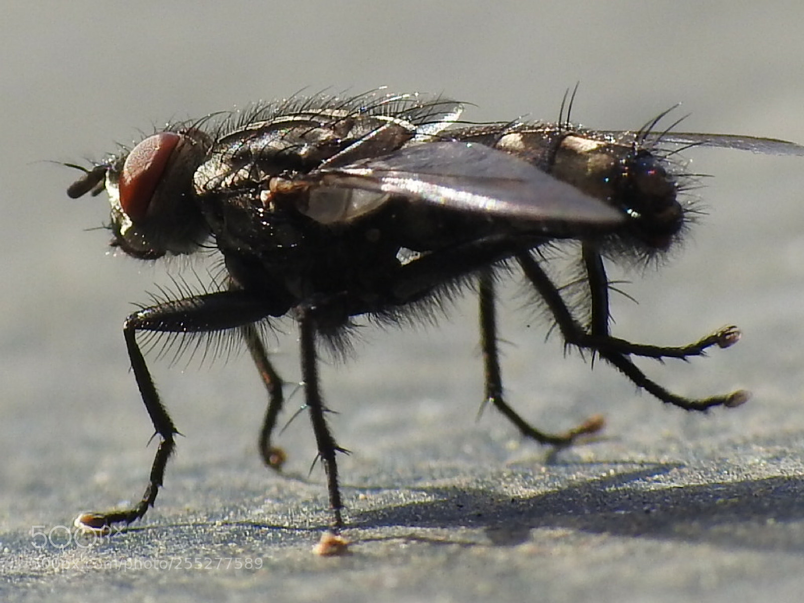 Nikon Coolpix P900 sample photo. Fly photography