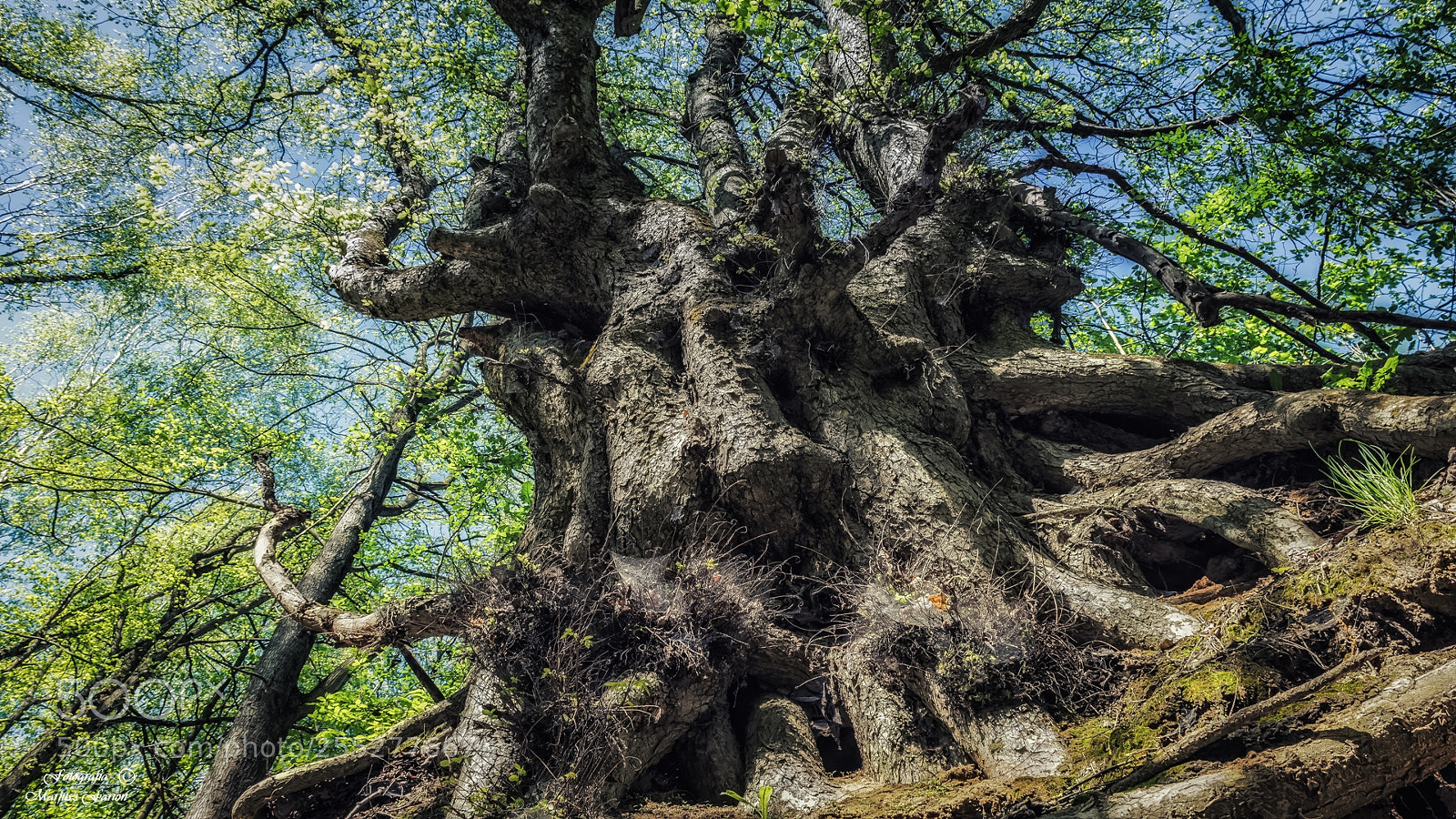 Nikon D7200 sample photo. W roztoczańskich lasach photography