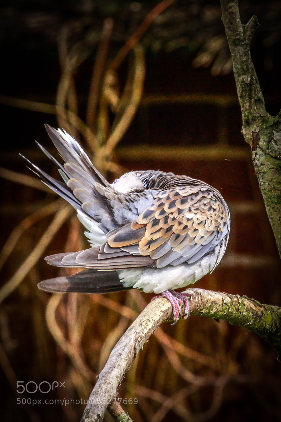 Canon EOS 50D sample photo. Camera shy turtle dove photography