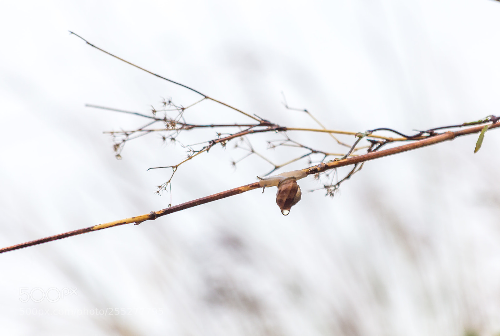 Canon EOS 6D sample photo. Snail after the rain photography