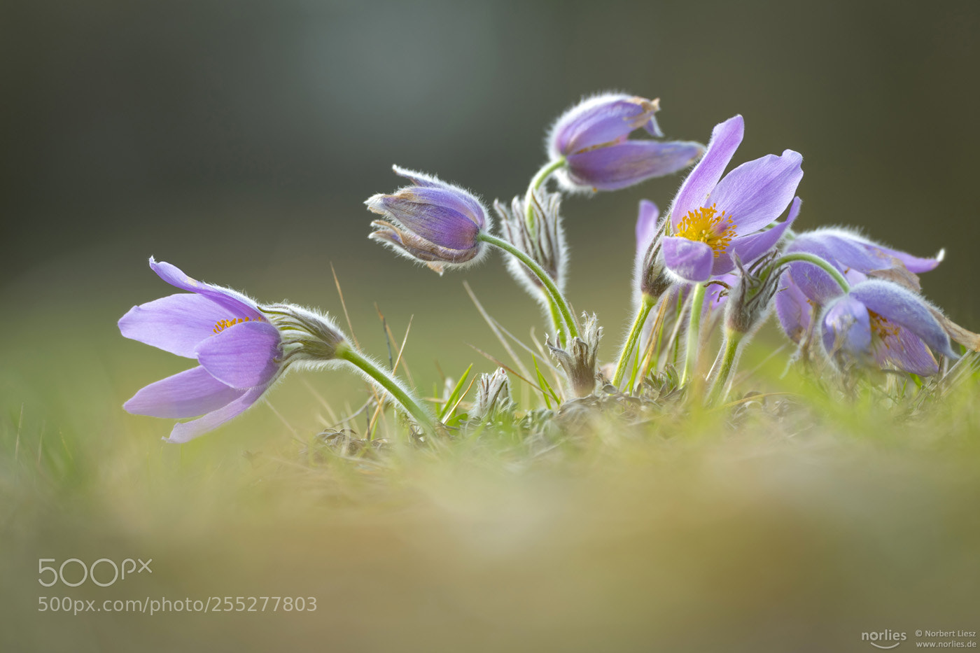 Nikon D850 sample photo. Pulsatilla vulgaris photography