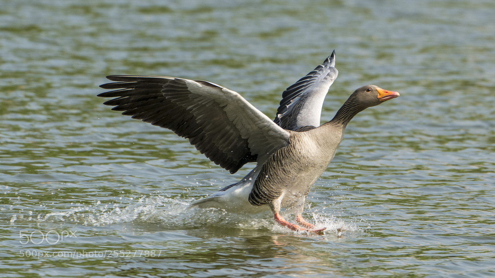 Sony a7R III sample photo. Approaching wild goose photography