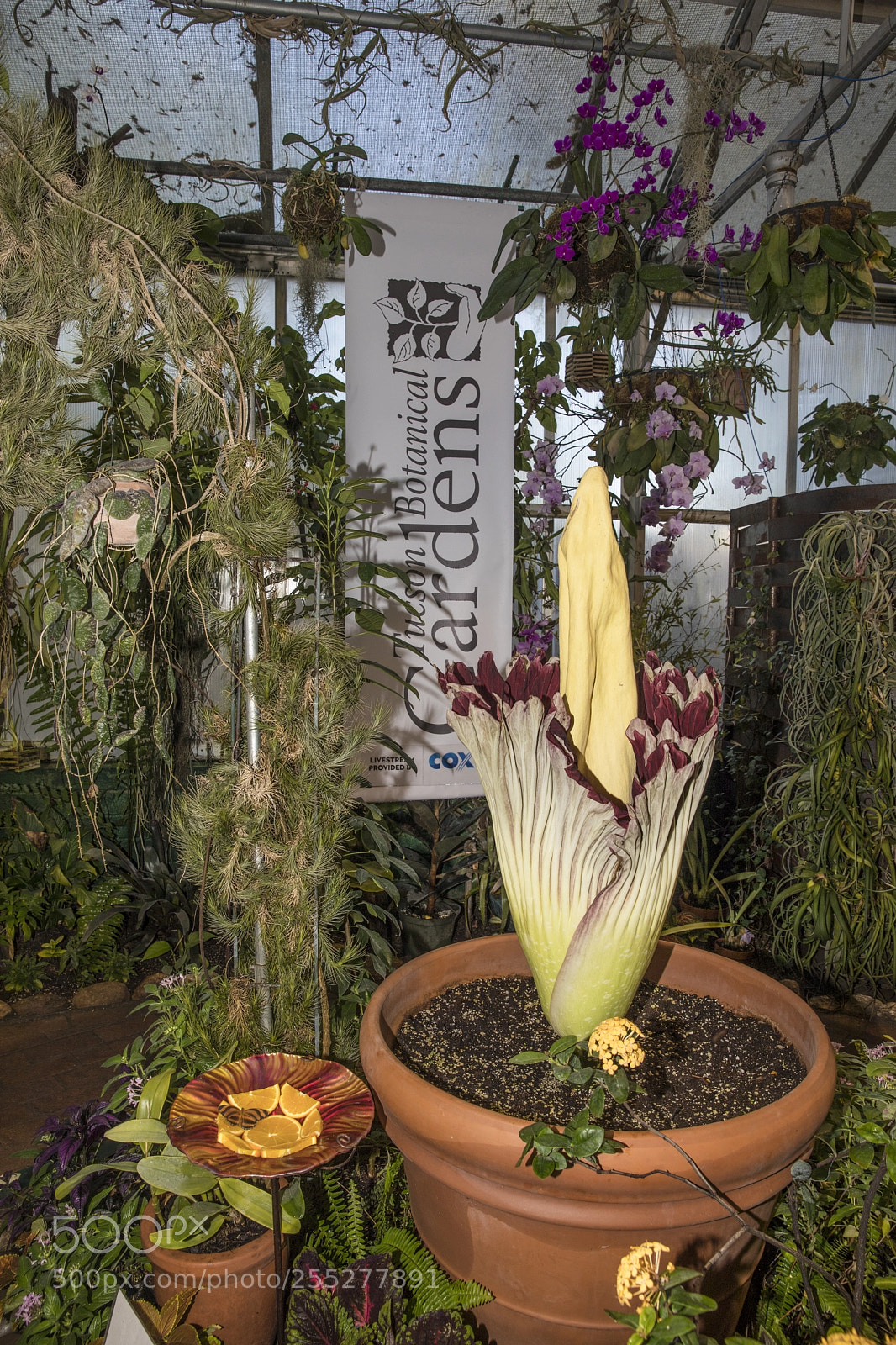 Canon EOS 5D Mark IV sample photo. Corpse flower photography