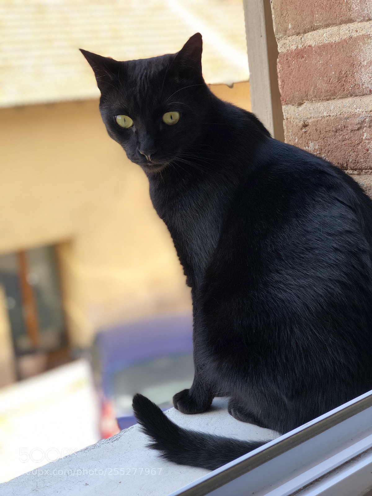Apple iPhone 8 Plus sample photo. Untitled photography