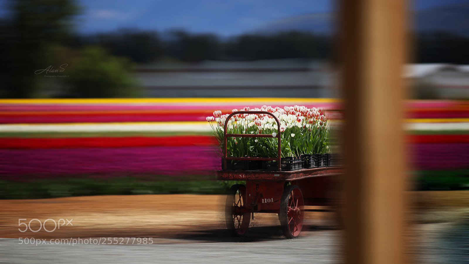 Canon EOS 5DS R sample photo. Tulip express photography